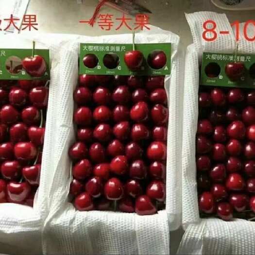 临朐县山东大樱桃美早红灯品种齐全，甜蜜多汁大量现货现摘现发质量保证