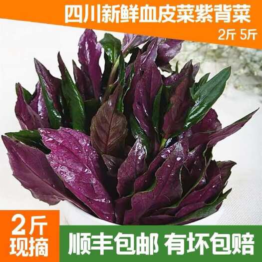 乐山紫背菜四川紫背天葵血皮菜蔬菜新鲜观音菜嫩叶顺丰包邮红凤菜