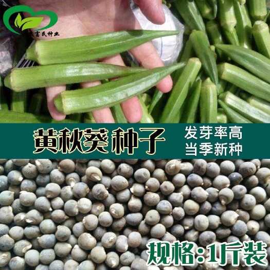 河间市秋葵种子 农田菜地可盆栽嫩脆清香绿秋葵蔬菜籽