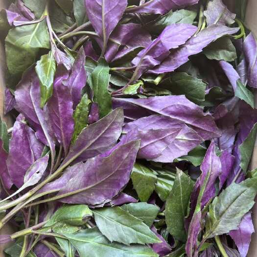 乐山紫背菜四川紫背天葵血皮菜蔬菜新鲜观音菜嫩叶2斤顺丰包邮红凤菜