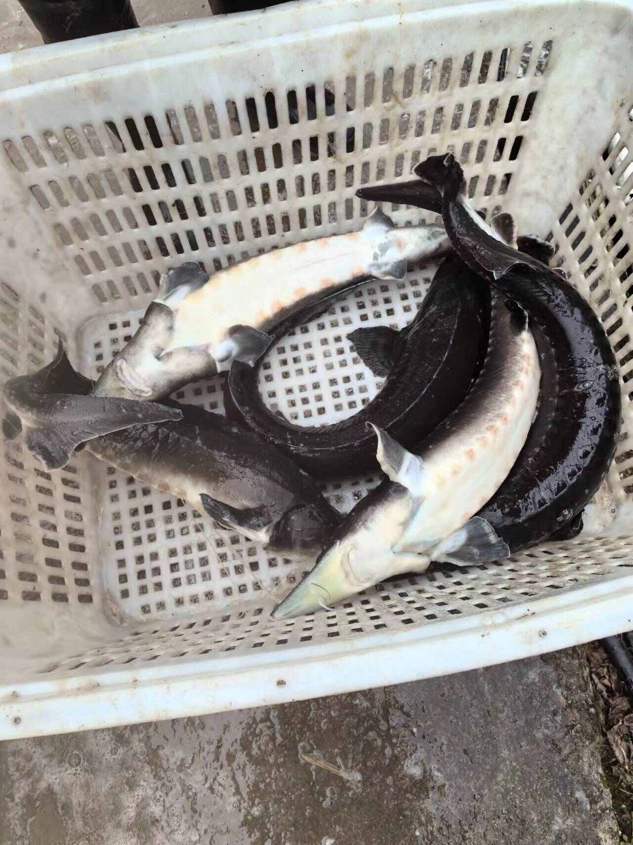 现货供应5－12斤山泉水养殖鲟鱼，品质上乘