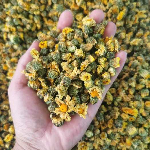 批发胎菊