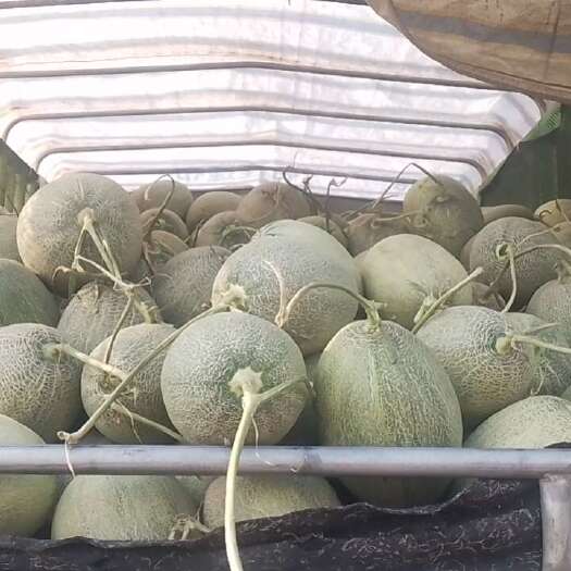  哈密瓜
