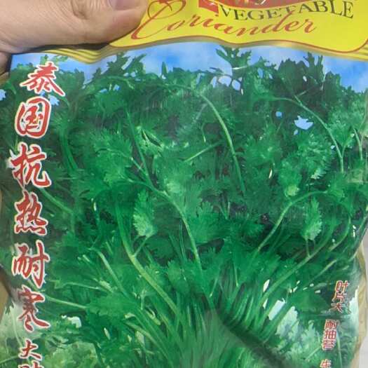 泰国抗热耐寒大叶香菜种子 叶片大 耐抽苔 生长快 长势旺