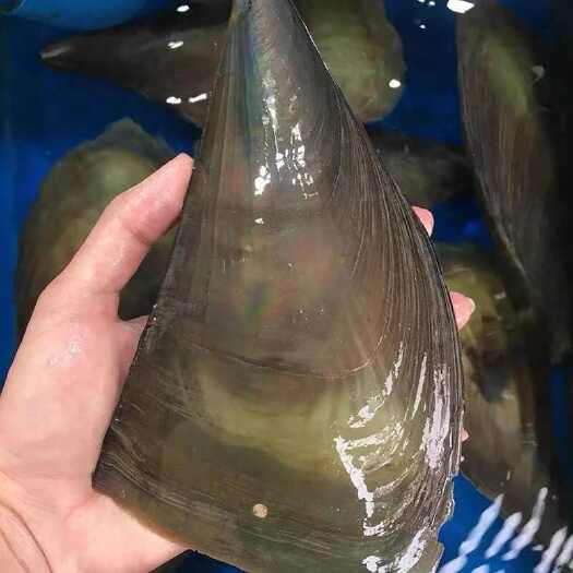 [鲜活发货]江瑶贝鲜活带子大绿贝海捕烧烤贝类鲜贝扇贝瑶柱海鲜