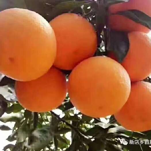 仁寿县青见