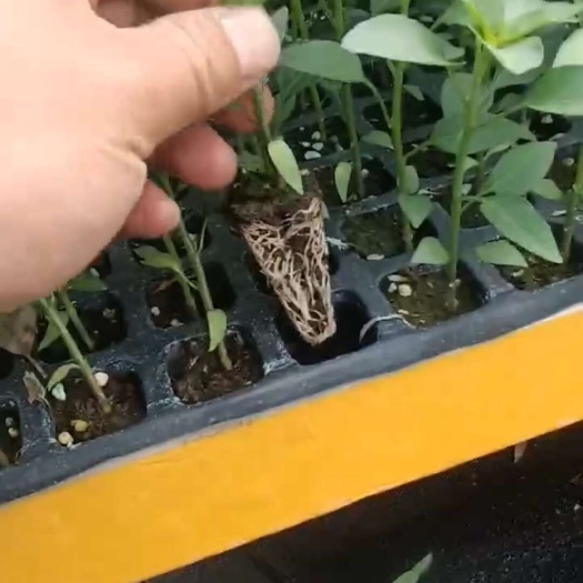  辣椒苗