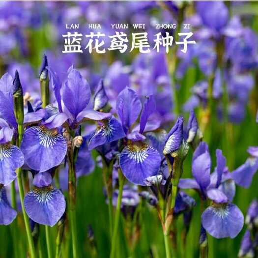蓝花鸢尾草种子盆栽公园庭院多年生花海花卉花种子蓝花燕尾花种籽