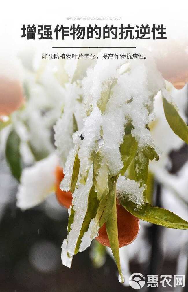 芬兰海藻有机硅肥葡萄果树冲施硅钾肥水稻小麦返青灌浆叶面肥