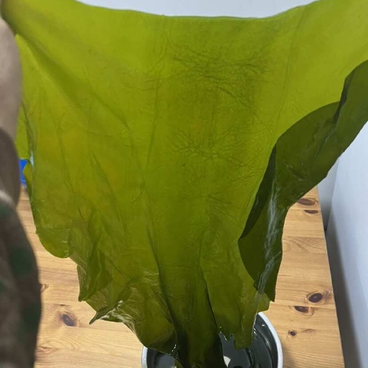 大连海带大连新鲜整颗盐渍海带包饭凉拌优质海带少盐一件代发包邮