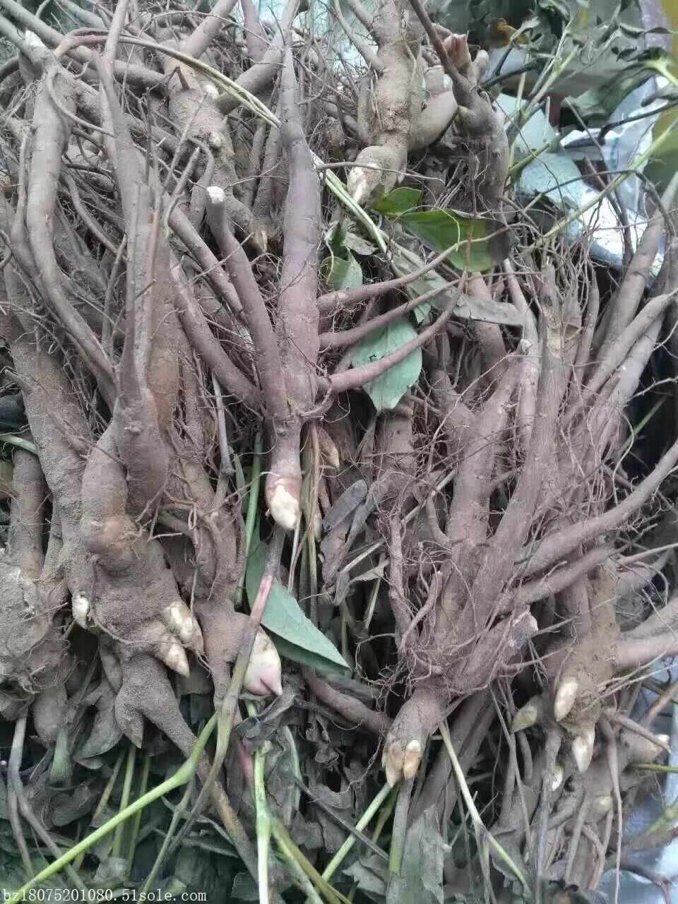 甘肃纯正新货赤芍个 中药材批发原装未切晒干深山采挖