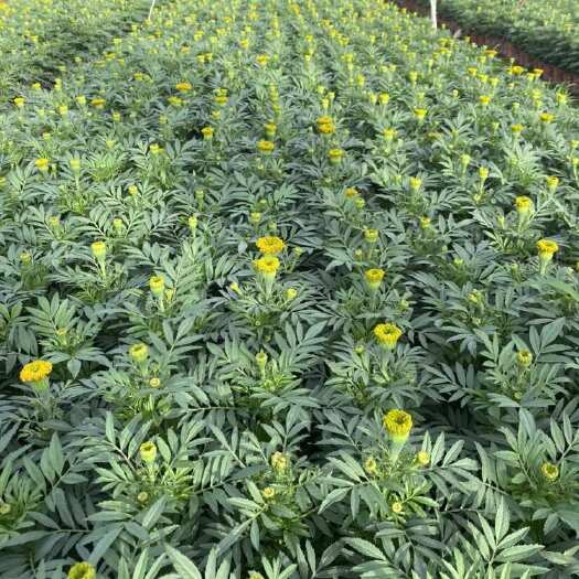 成都万寿菊