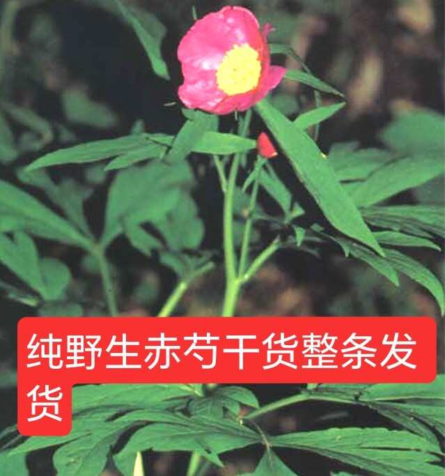 甘肃纯正新货赤芍个 中药材批发原装未切晒干深山采挖