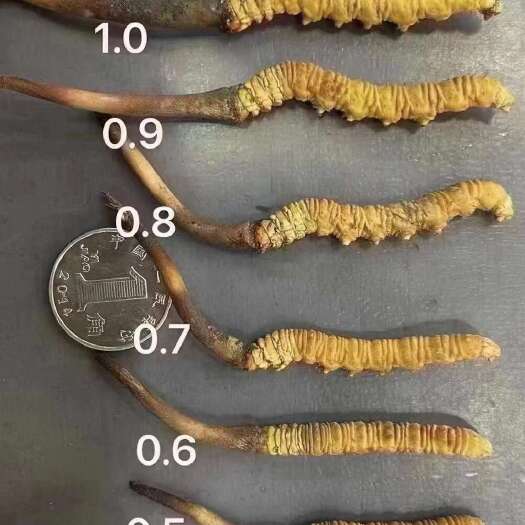 九寨沟县新鲜冬虫夏草