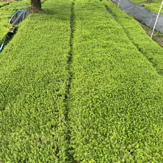 广州绿叶佛甲草草卷