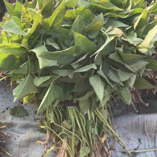 禹州市商薯19红薯苗