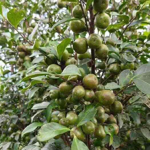 苍梧县香花油花茶