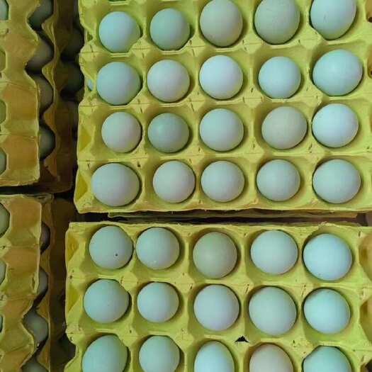 【包邮】新鲜绿壳蛋乌鸡蛋农家土鸡蛋青皮壳，支持团购等一件代发