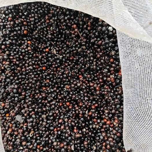 荔浦市木姜子种子又名（山苍子种子），去皮净种，成熟度高，发芽率较好