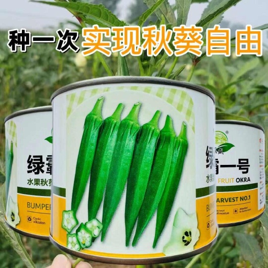 秋葵种子耘盛绿霸一号水果秋葵种子早熟杂交一代绿霸水果秋葵种子