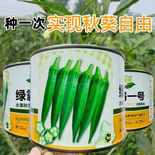 沭阳县秋葵种子耘盛绿霸一号水果秋葵种子早熟杂交一代绿霸水果秋葵种子