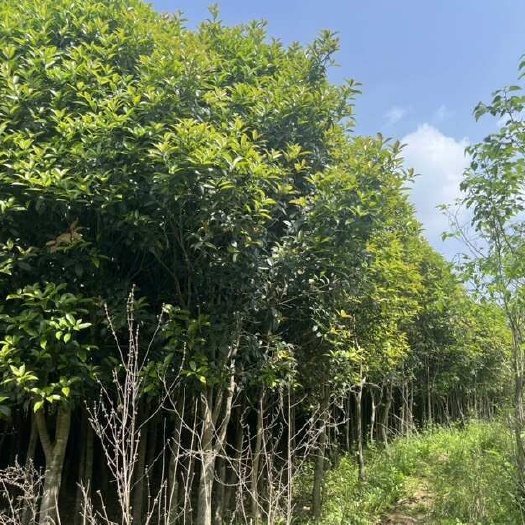 南阳黄金桂花树