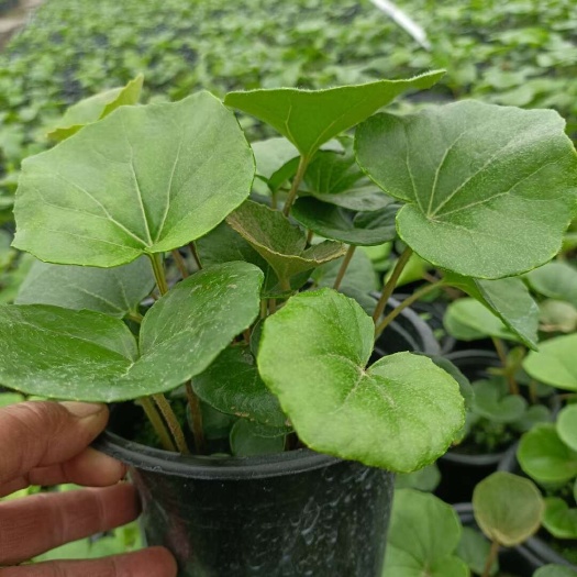 上海吴风草