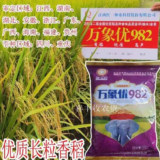 常德长粒香米谷种子 万象优982 优质香米水稻种子 晚稻种子