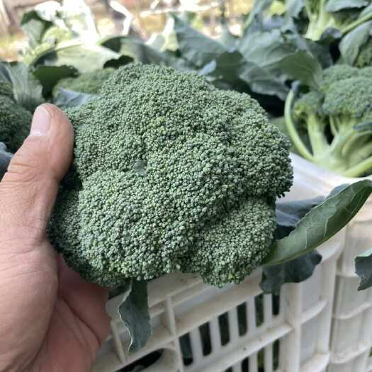 西兰花大量上市