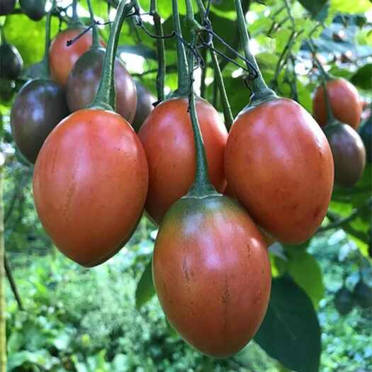 云南红河金平大树番茄  树番茄