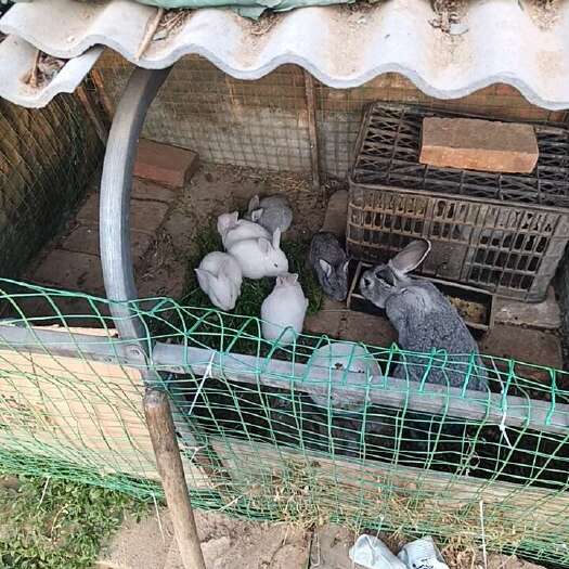 定州市自繁自养的家兔定州附近的自提