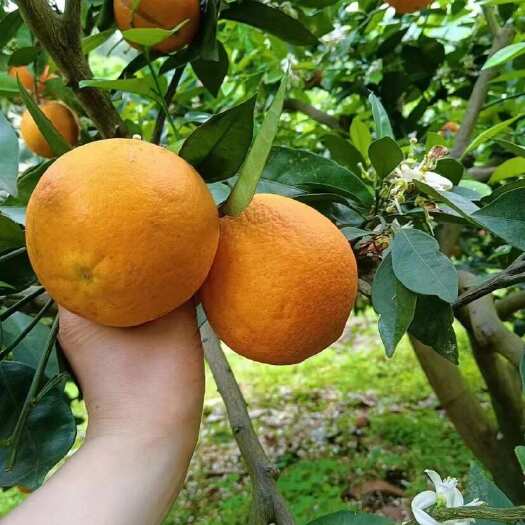 云阳量大 自家果园种植 天然无公害