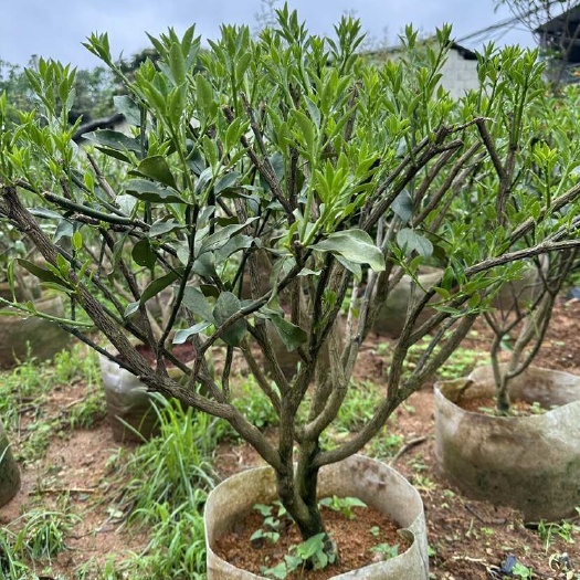 阳朔县正品融安脆蜜金桔，矮化树形，4年树3-5公分粗！包正品！