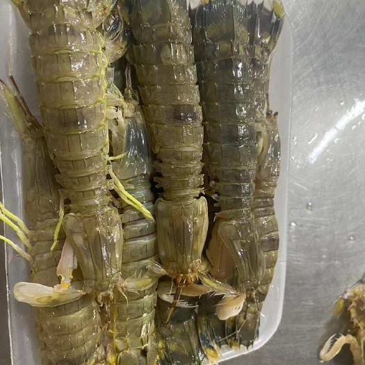东山县活冻皮皮虾 净重350克