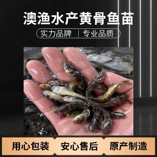新品四倍体黄颡/黄辣丁/黄丫头/生长快好销路