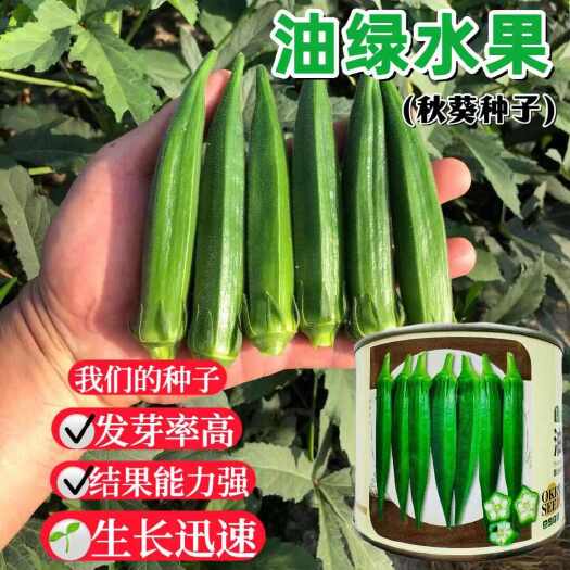沭阳县秋葵种子耘盛油绿水果秋葵种子大田基地播甜脆水果秋葵种子