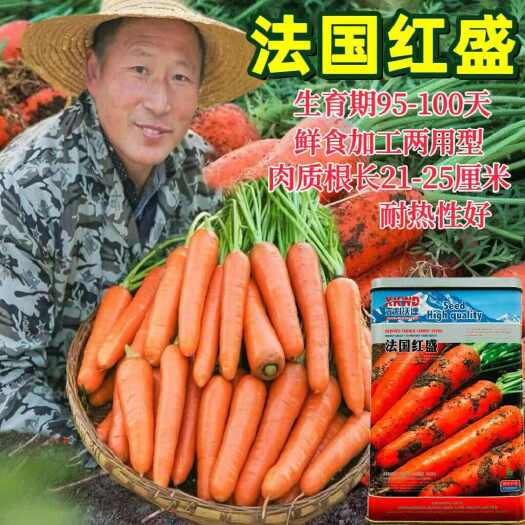 沭阳县法国红盛胡萝卜种产耐热肉质细嫩甜脆生熟均宜胡萝卜种子包邮