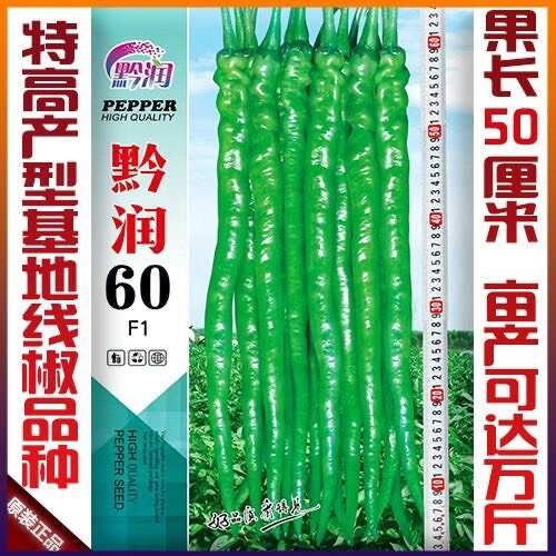凯里市黔润60号特长线椒种子贵州特辣线椒种薄皮辣椒种子高产特香辣线
