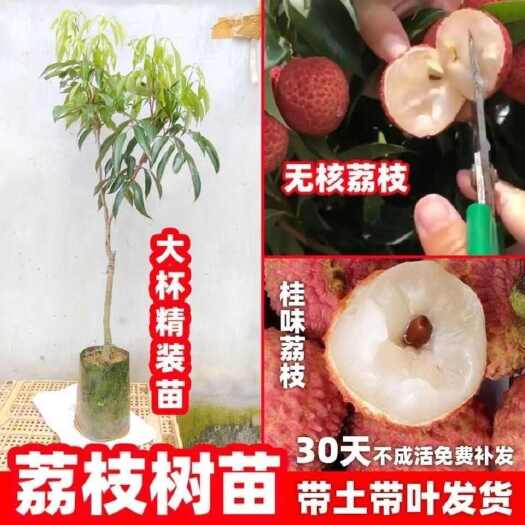 灵山县荔枝苗冰荔仙进奉桂味糯米糍荔枝树苗大全南方阳台盆栽地种植