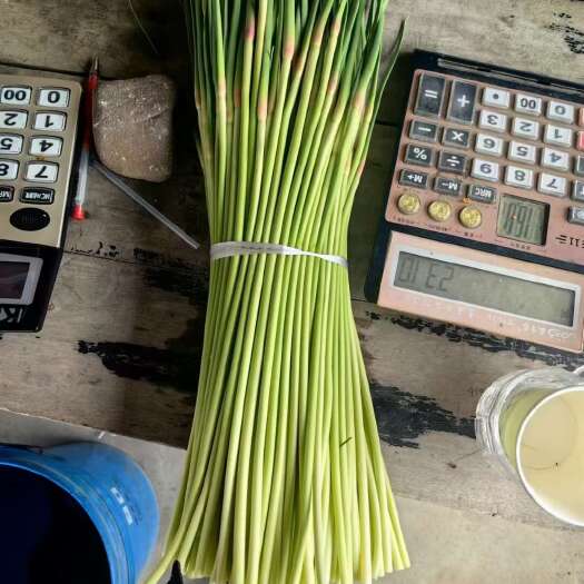 费县红帽蒜苔！山东费县万亩大蒜种植基地，现摘现发，基地直供
