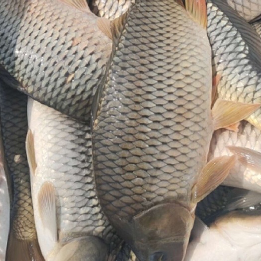 濮阳原塘精品鲤鱼，物美价廉，规格齐全欢迎采购