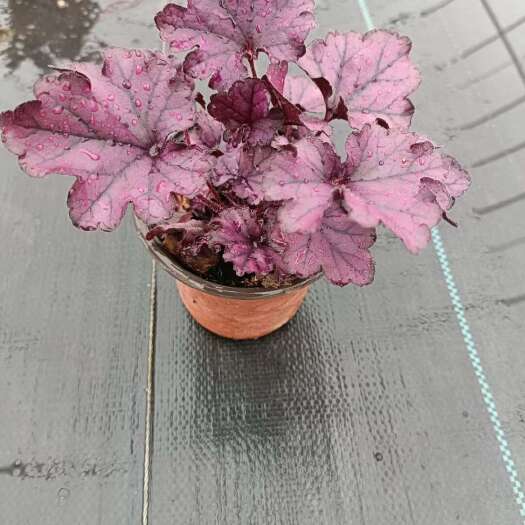 上海矾根