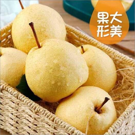 富平县陕西蒲城酥梨新鲜采摘，产地直发，可支持一件
