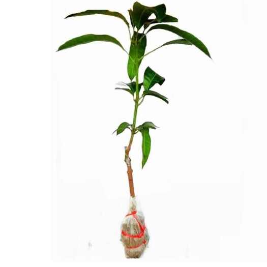 灵山县芒果树嫁接苗南方种植.台农芒果苗,凯特芒,,红象牙,金煌芒.