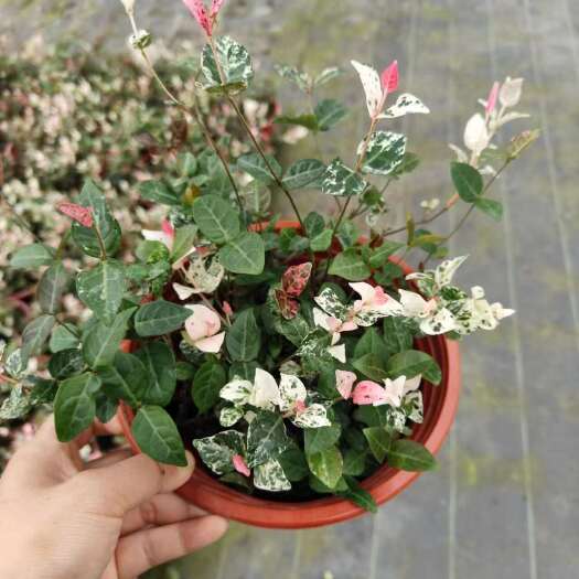 嘉善县190花叶络石