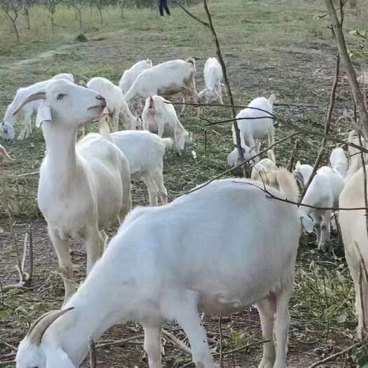 芜湖丛林放养土山羊