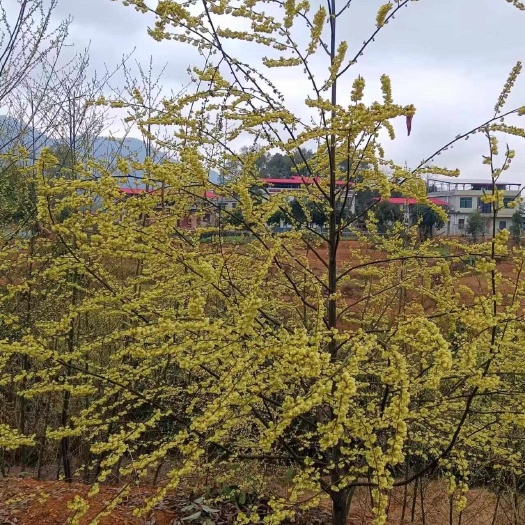 祁阳市纯野生山胡椒木姜子山苍子