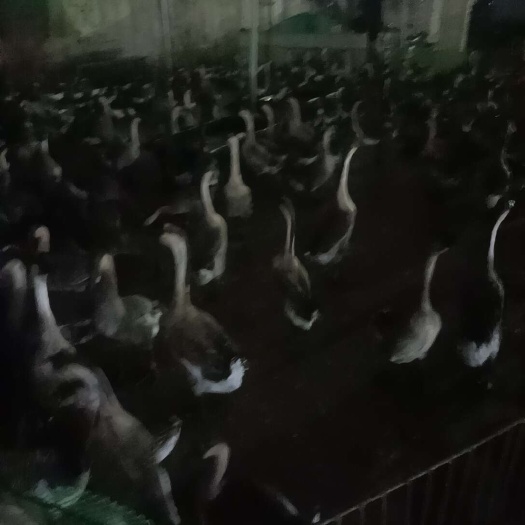 广州鲜活大鹅