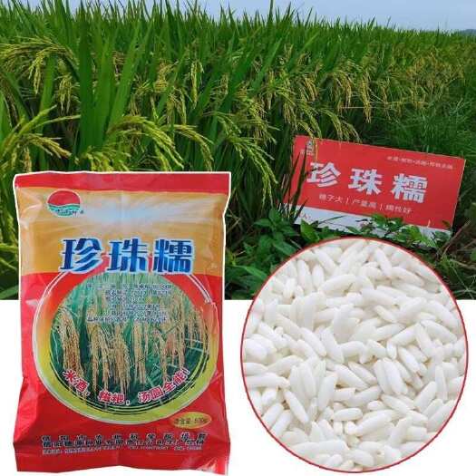常德正品常规优质糯谷稻种 珍珠糯谷种子 高长粒抗倒水稻