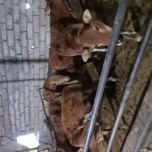 布拖县牛
